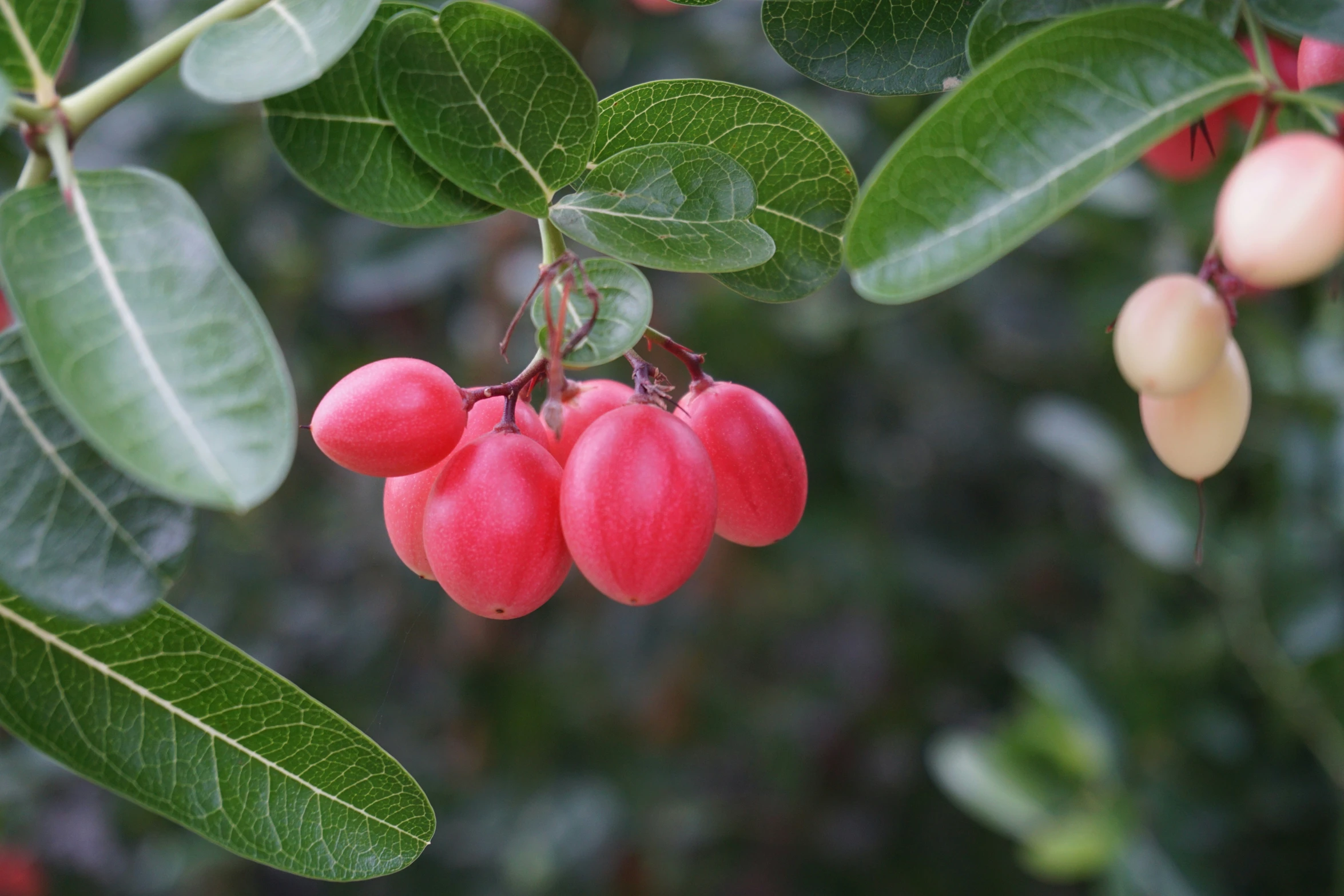 a bush of fruit with small green leaves