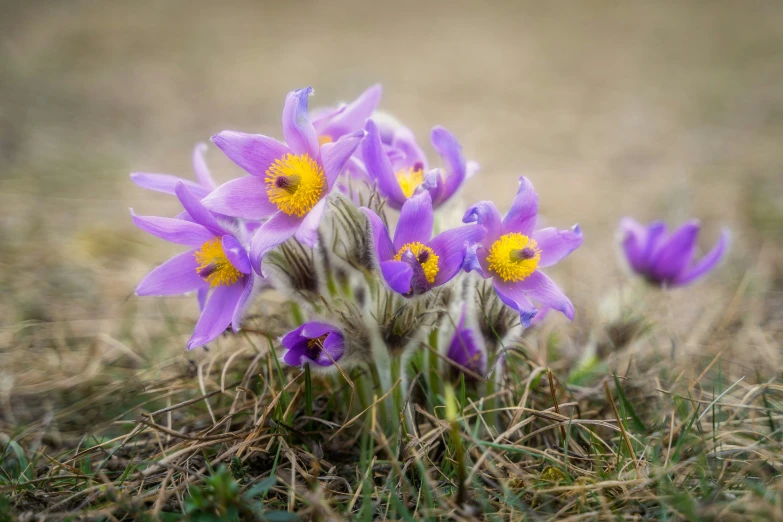 purple flowers in grassy area with brown and white background