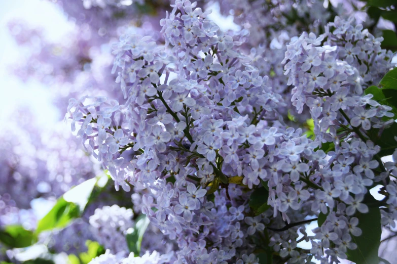 purple lilacs blooming in the spring sunshine