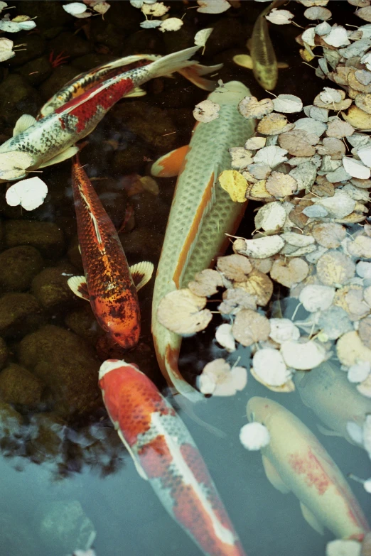 a bunch of fancy colored koi fish swim in a pond