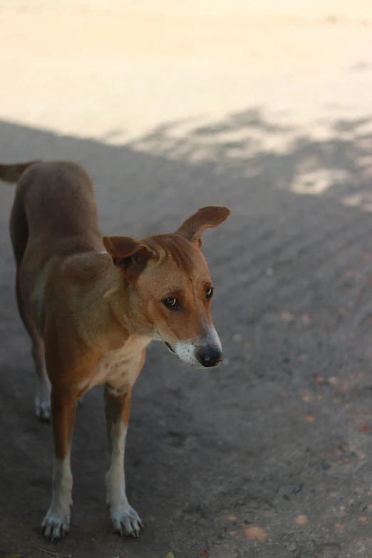 a brown dog standing on top of a street