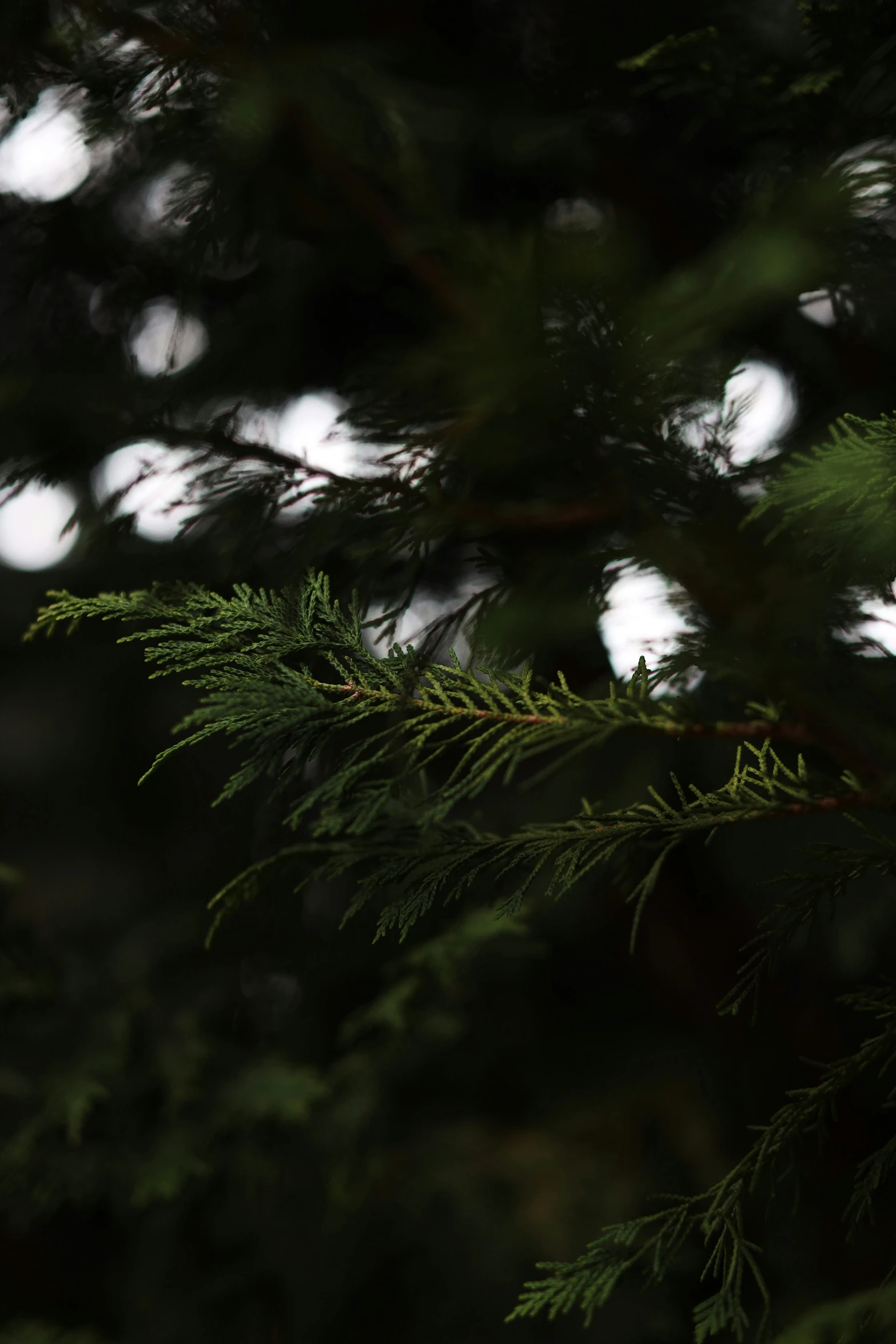 some green nches on top of a pine tree