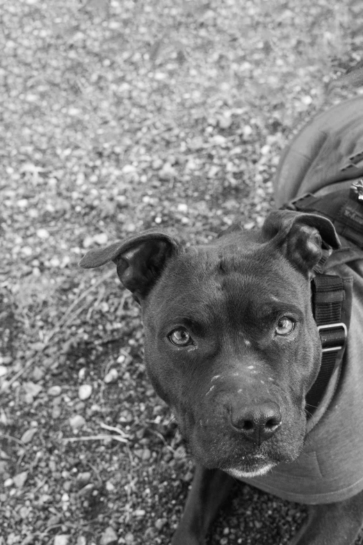 a black and white po of a dog with feathers on it's head