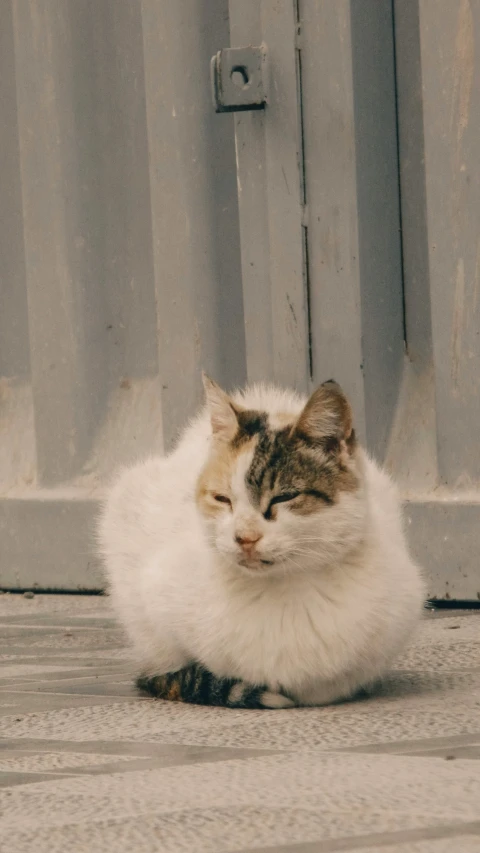 a fluffy cat sits down on the ground