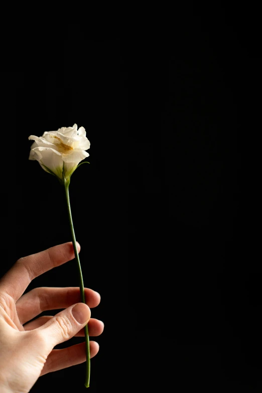 a hand holding up a white flower in front of a black background