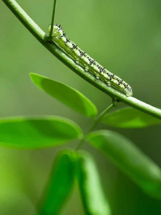 small caterpillar crawling on a green leaf