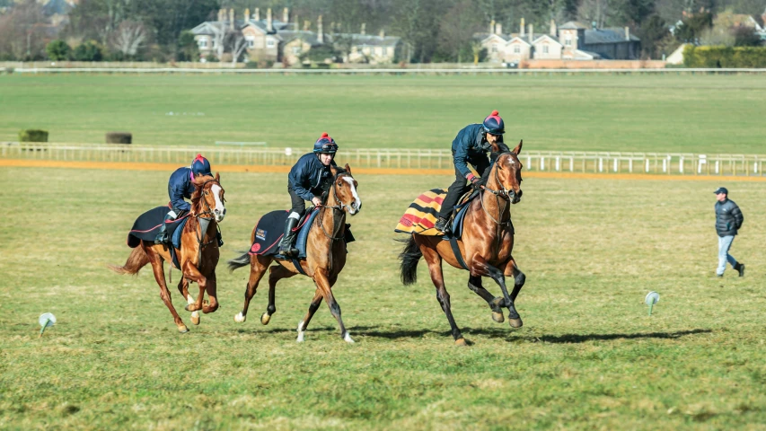 three horses racing each other in the open field