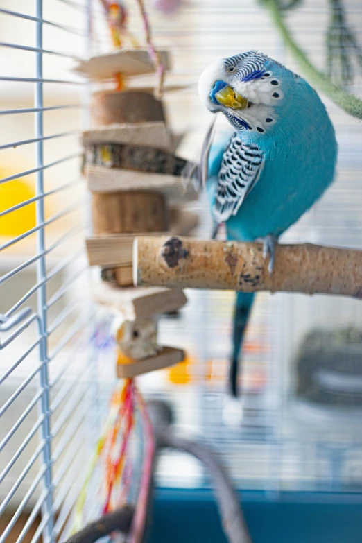 a small blue bird sitting on a tree limb