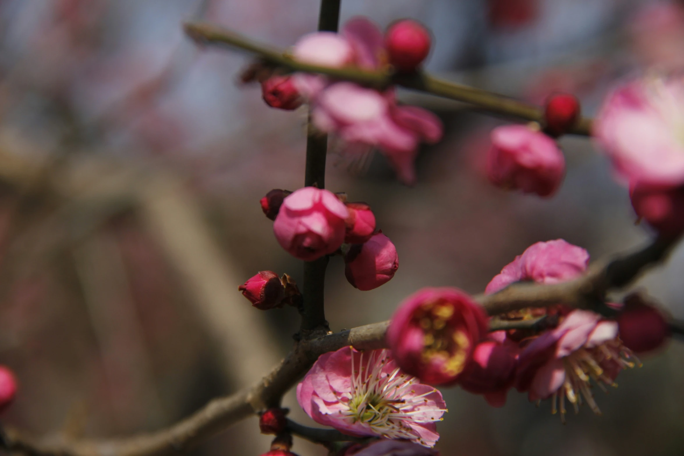 pink blossoms on the nch with leaves