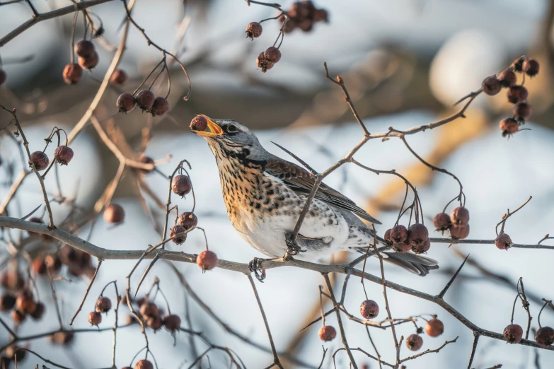 a bird perched on top of a tree filled with berries