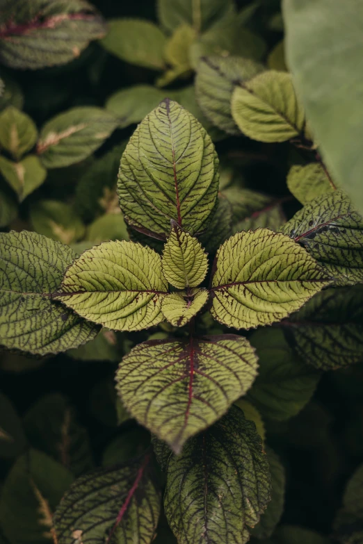 a green plant that is growing in the dirt