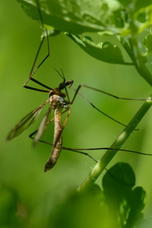 two mosquitoes one in light, the other in dark, on a leaf