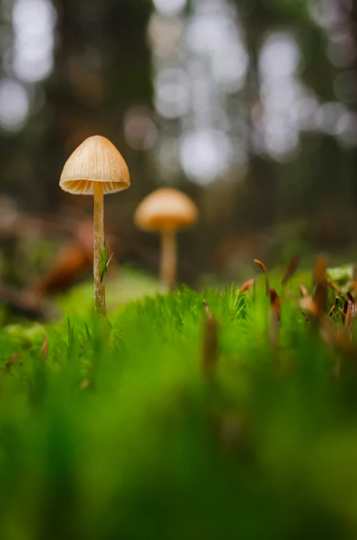 there are two small mushrooms growing in the grass