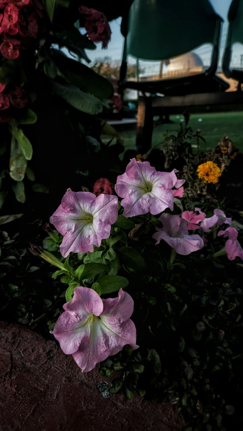 a group of purple flowers sitting on top of a lush green hillside