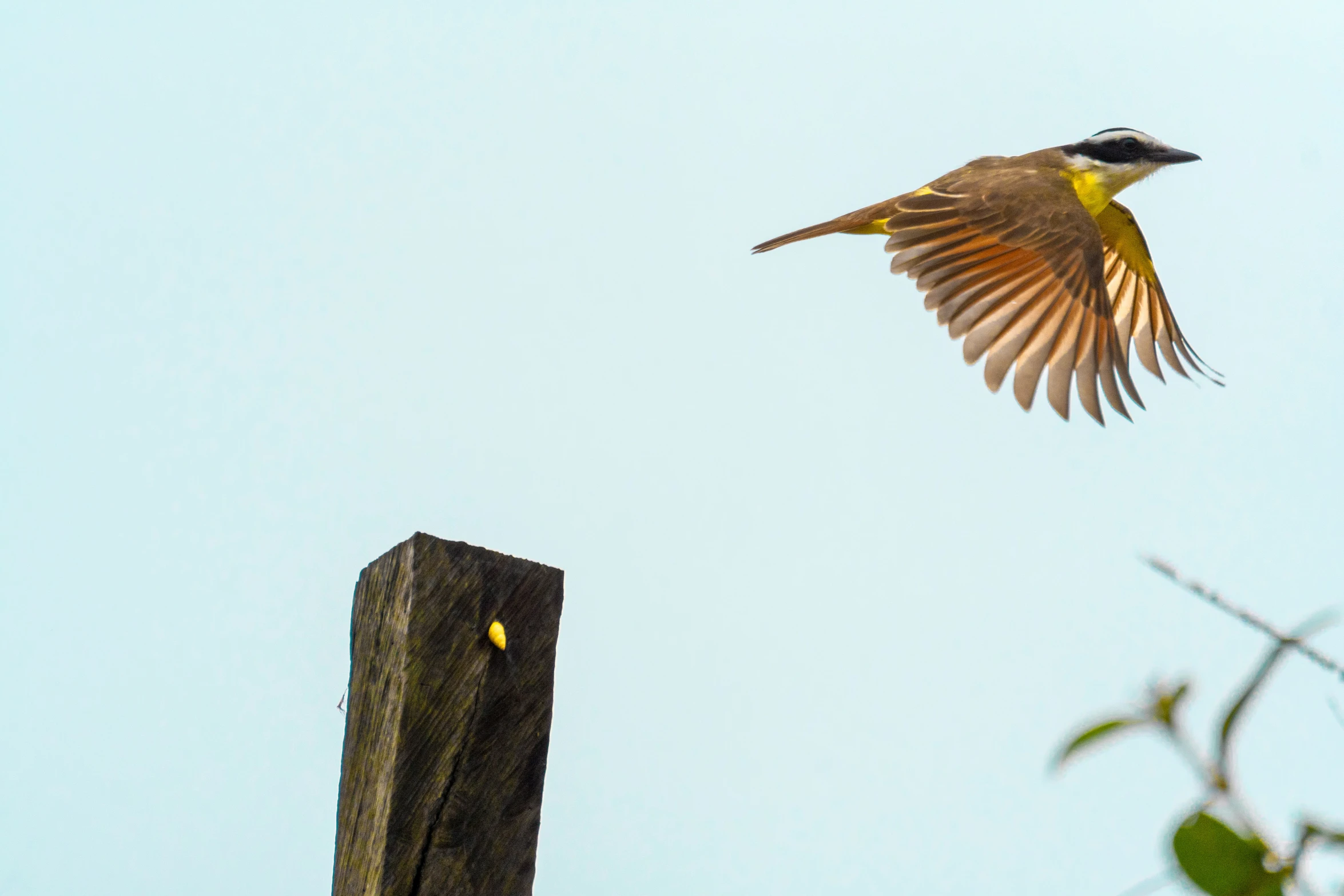 bird landing on top of wooden post during daytime