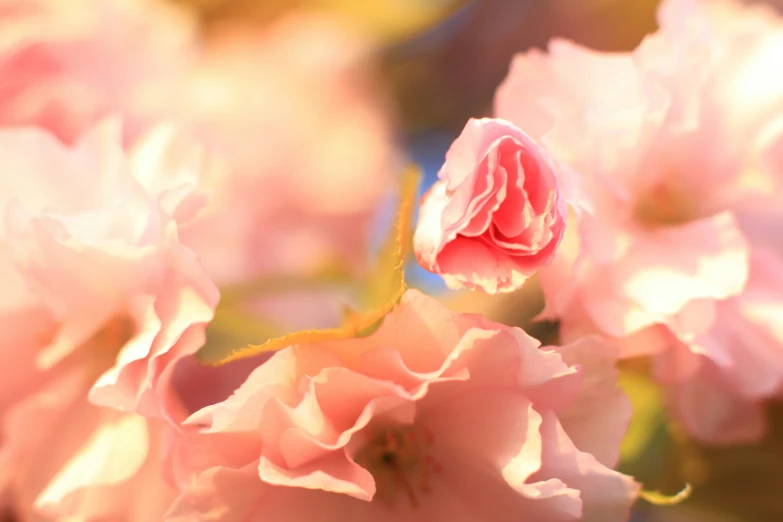 a close - up view of flowers in a garden