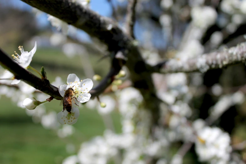 a bee sits on a white flower on a small tree