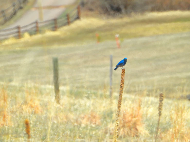a blue bird sitting on top of a tall plant