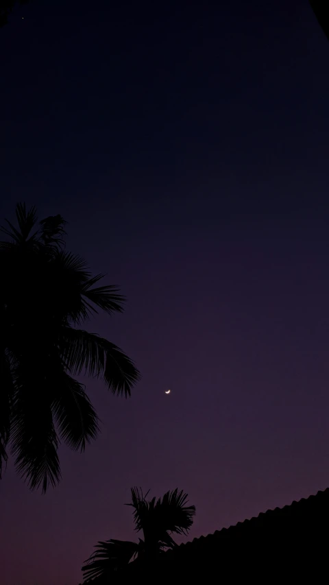 a palm tree and a purple sky with a white star in the distance