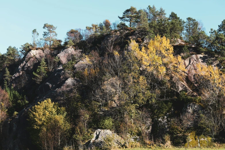 a picture of some trees near by some rocks