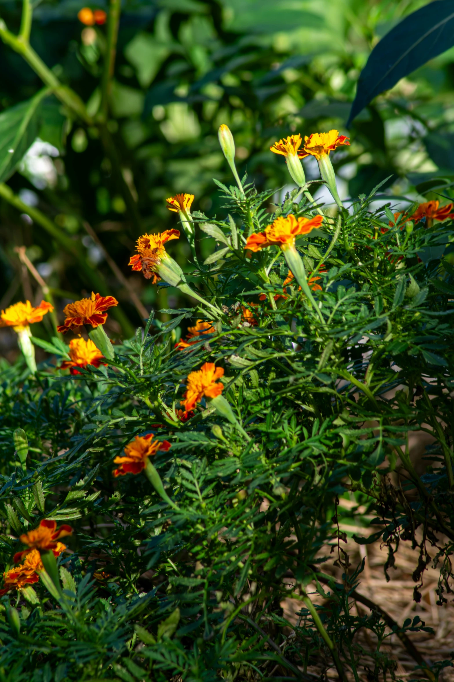 a close up of some plants in a garden