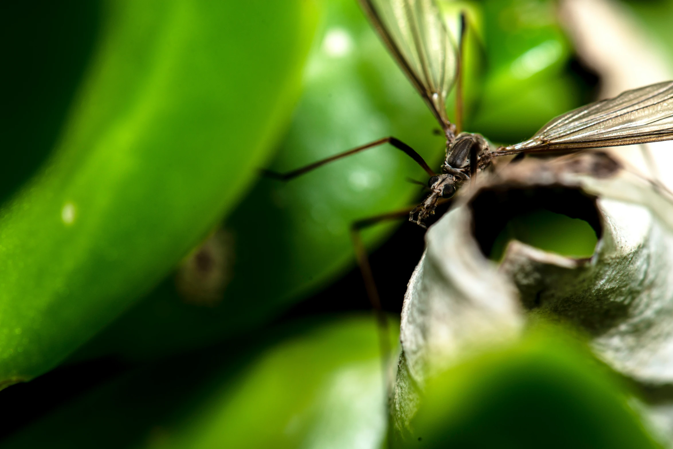 a mosquito sits on top of a plant with lots of green