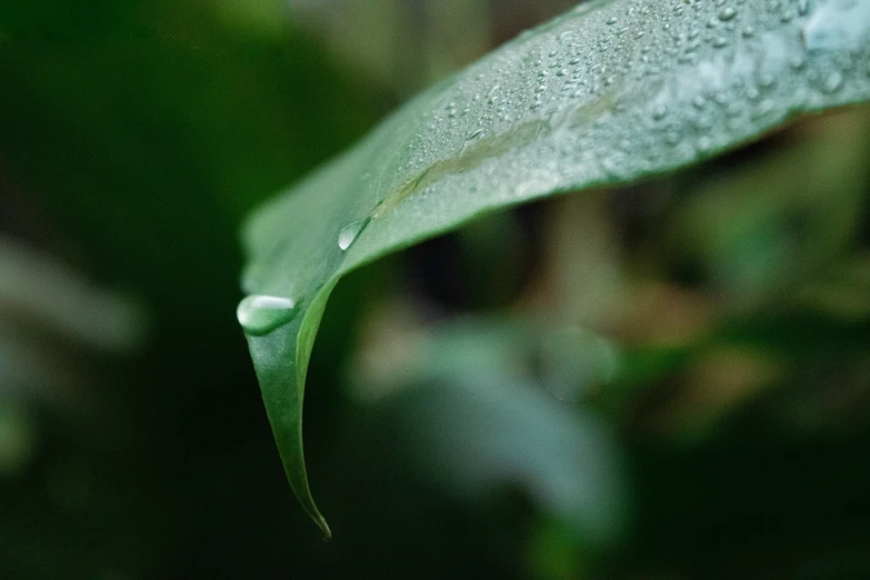 a closeup of the back end of a leaf with drops of water