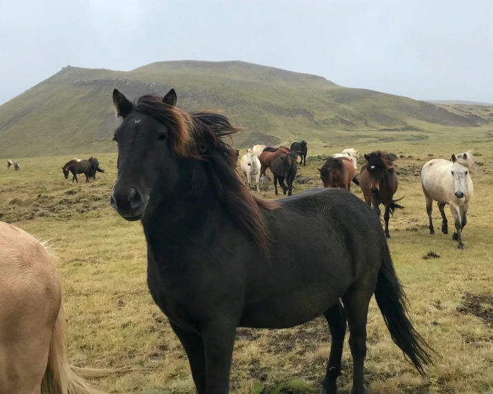 a group of horses that are standing in the grass