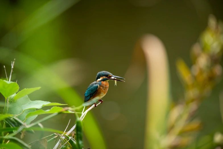 the blue and yellow bird is perched on a nch