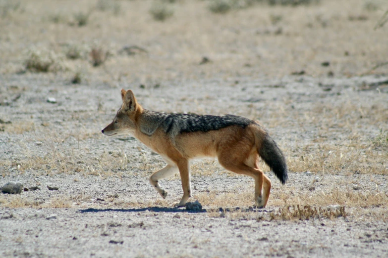 a single wolf running on some sand near scrub brush