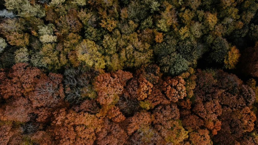 the view from above of a forest shows lots of trees in autumn