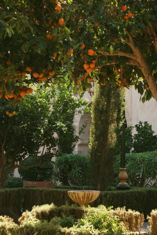 a courtyard with trees and an orange tree