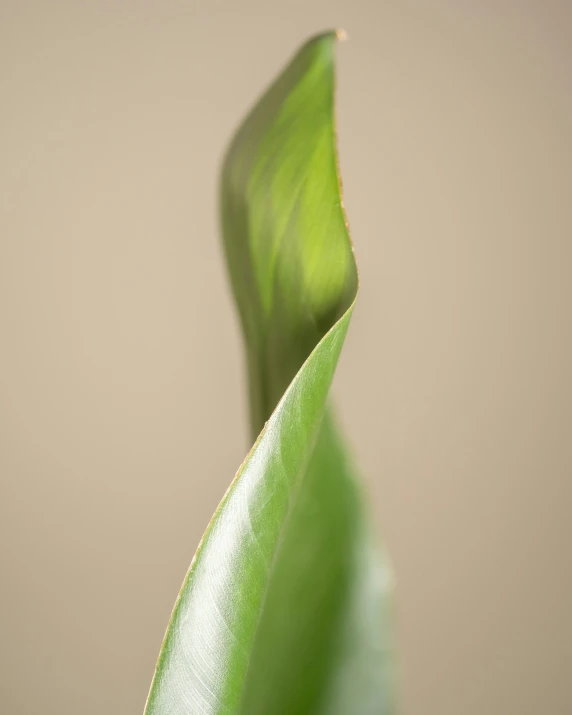 a close up view of a green leaf with the light on