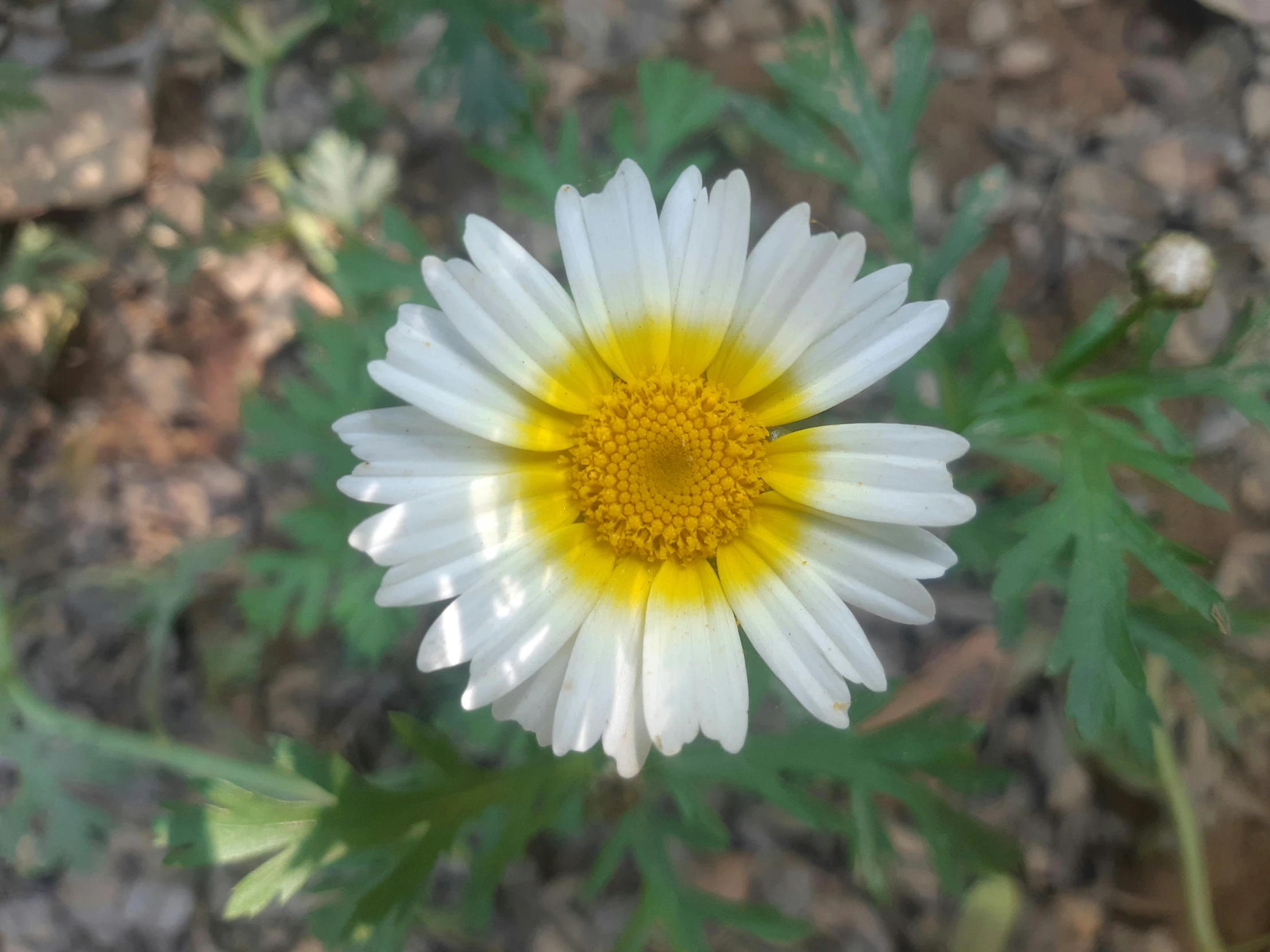 a single white and yellow flower in dirt area