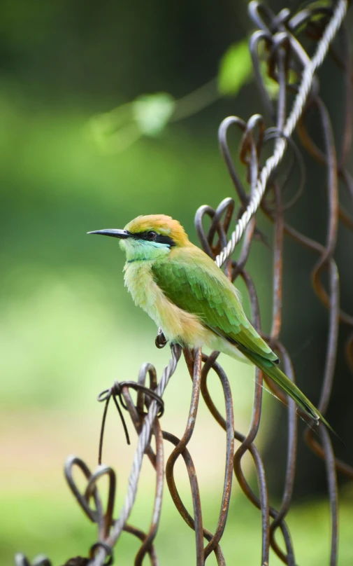 the colorful bird is sitting on the barbed wire