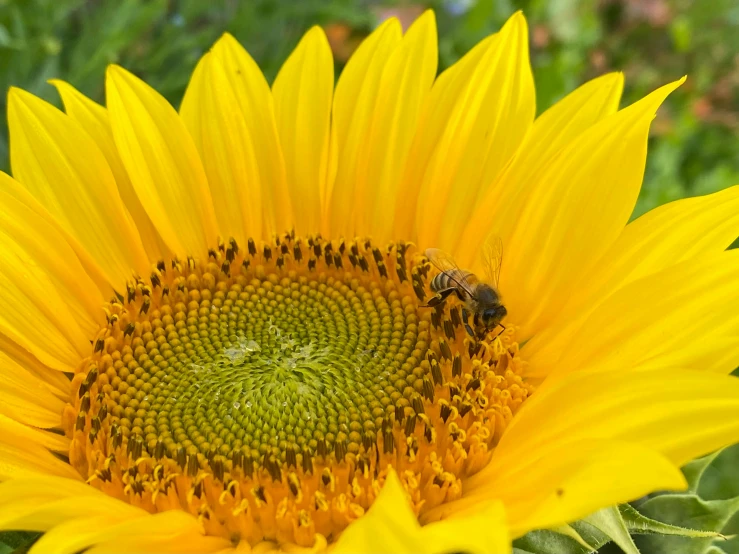a large yellow flower with bees on it