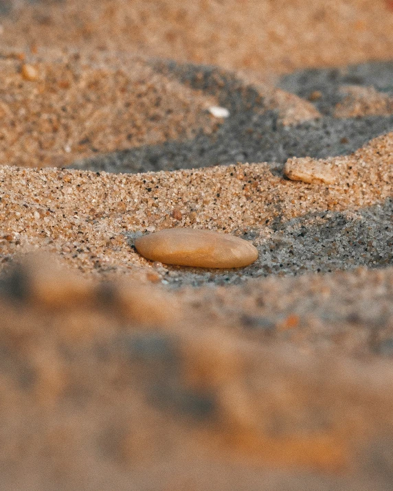 the bird is walking around the sand area