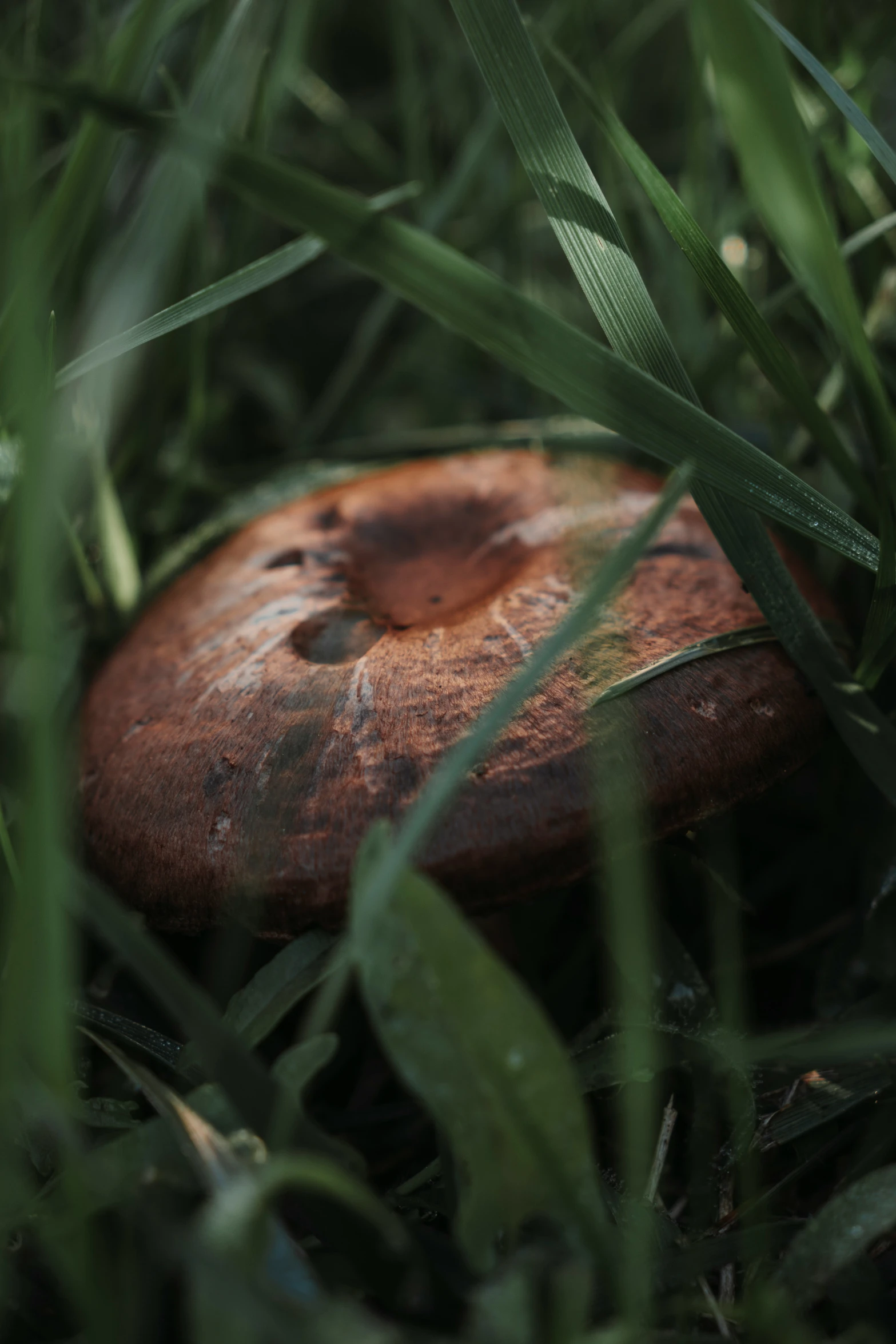 an orange mushroom sitting on top of a lush green field