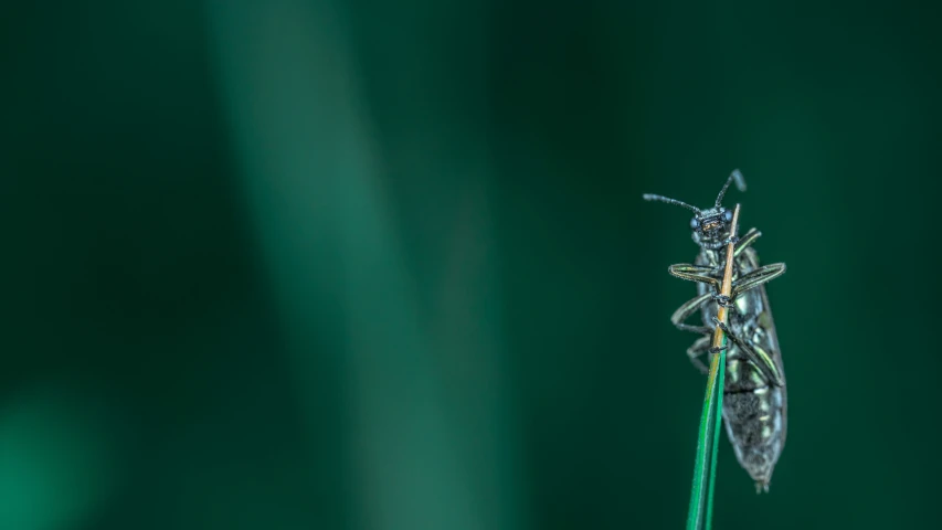 a insect perched on top of a leaf