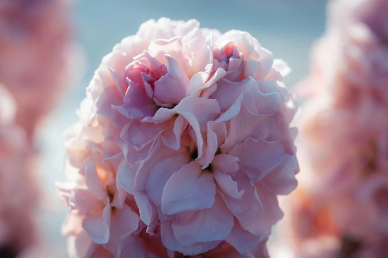 a close up picture of a beautiful pink flower