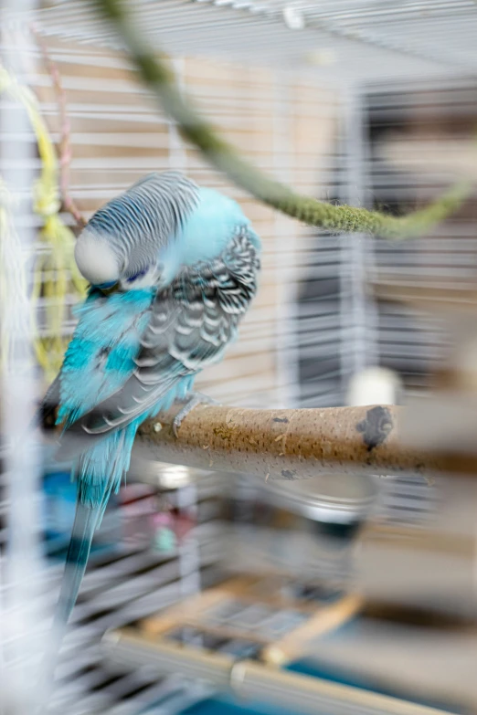 the bird is standing next to the wooden bar