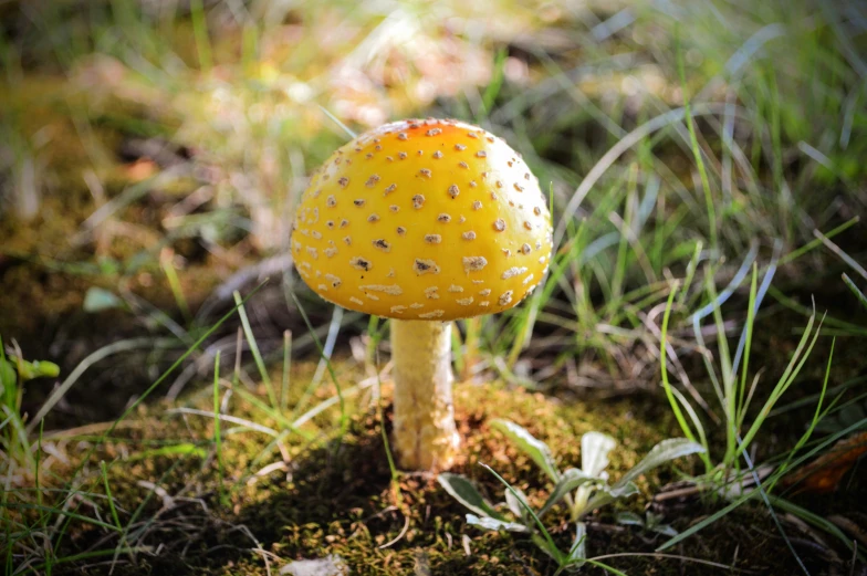 small yellow mushroom on a patch of grass