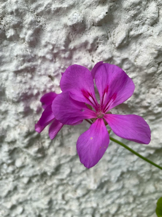 a purple flower on top of a rock