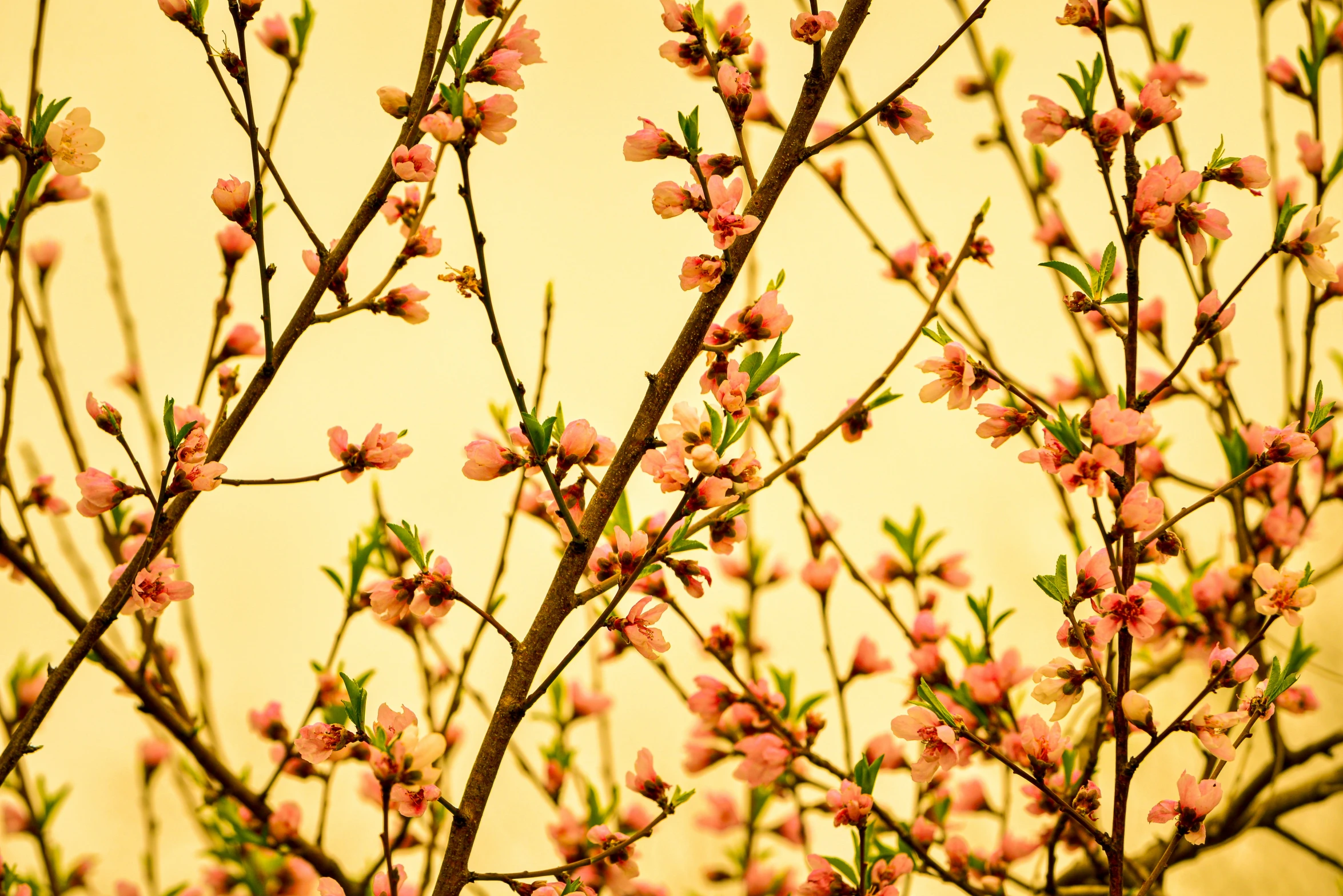 tree with small pink flowers blowing in the wind