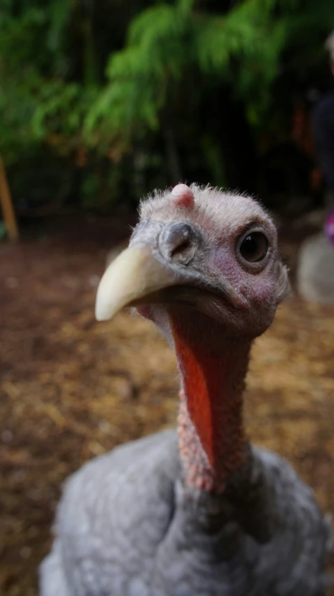 closeup of head of a turkey with feathers and eyes