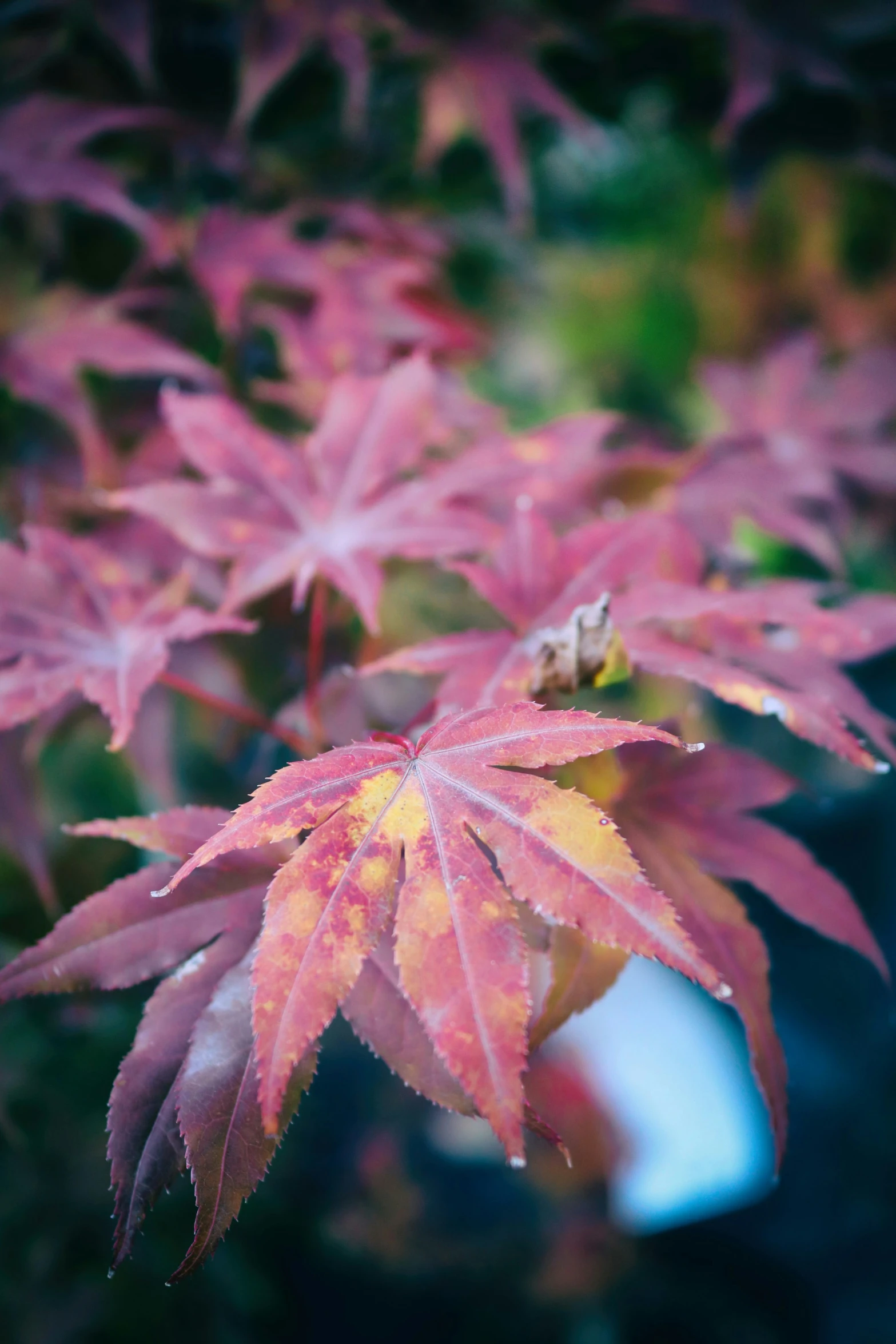 a close up of leaves in a small container