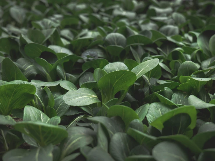 a large green garden with lots of leaves