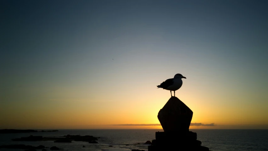 a bird is sitting on top of a rock