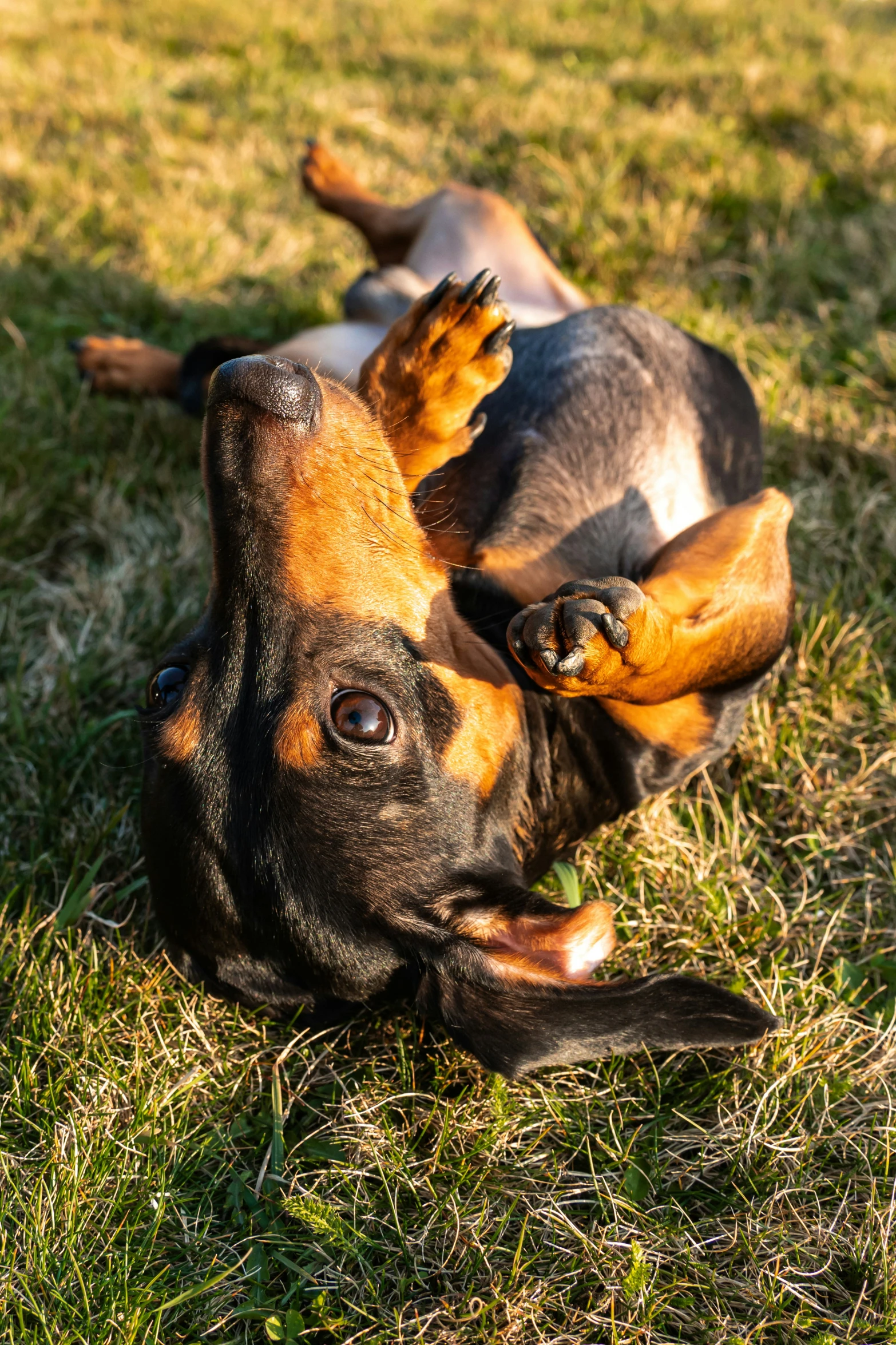 the dog is lying on the grass while looking up