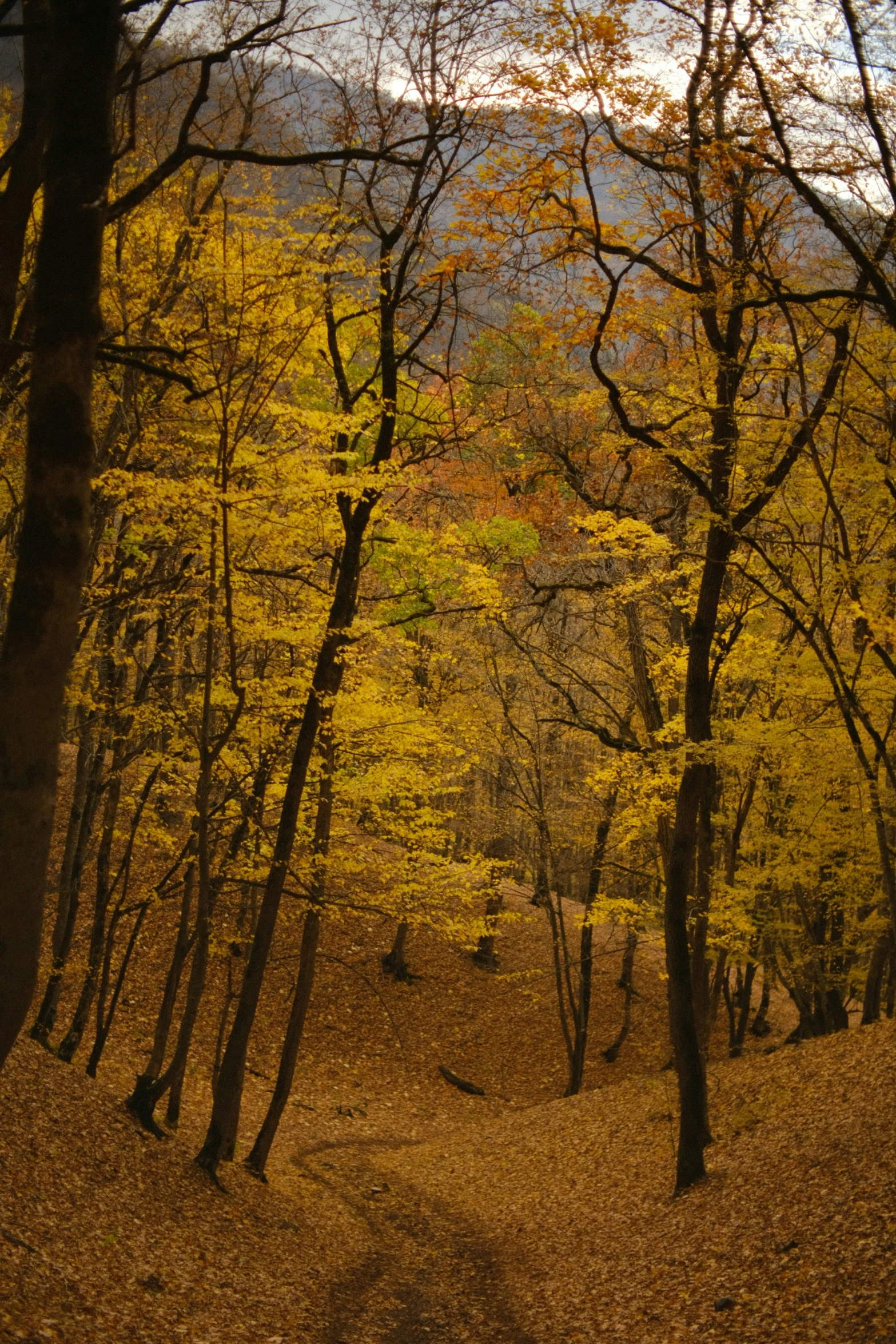 a path leading to the top of a hill with yellow leaves all around